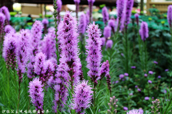 菊世聞名：2016士林官邸菊展『菊世聞名』捷運士林站
