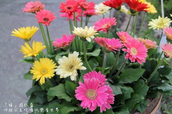 2015士林官邸菊花展：2015士林官邸菊花展『嬉遊秋菊』內含士林、劍潭捷運站週邊美食