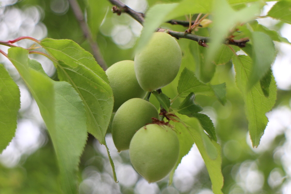 士林官邸:士林官邸『園藝展覽館』士林捷運站/水仙花/落羽松