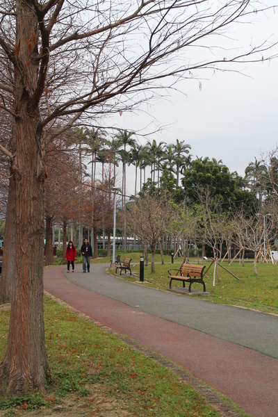 士林官邸:士林官邸『園藝展覽館』士林捷運站/水仙花/落羽松