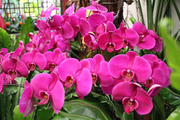 春節花卉展:士林官邸『春節花卉展』士林捷運站/新蘭亭