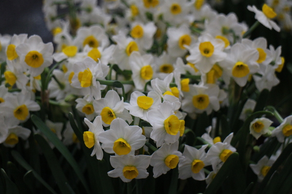 士林官邸:士林官邸『園藝展覽館』士林捷運站/水仙花/落羽松
