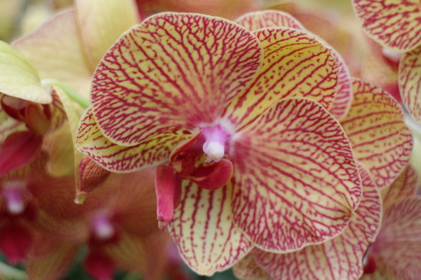 春節花卉展:士林官邸『春節花卉展』士林捷運站/新蘭亭