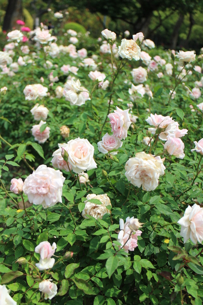 2015玫瑰花展：春日微旅行「2015玫瑰花展」(4/1~4/12)士林官邸/士林捷運站