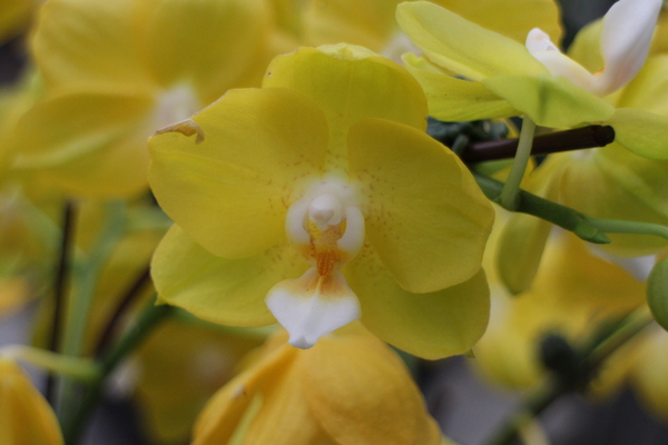 春節花卉展:士林官邸『春節花卉展』士林捷運站/新蘭亭