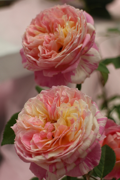 2015玫瑰花展：春日微旅行「2015玫瑰花展」(4/1~4/12)士林官邸/士林捷運站