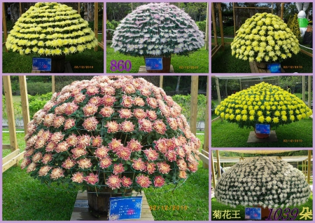 士林官邸公園：2010菊宴台北城