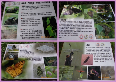 士林官邸公園：2010菊宴台北城