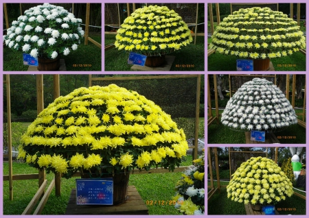 士林官邸公園：2010菊宴台北城