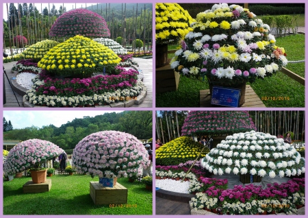 士林官邸公園：2010菊宴台北城