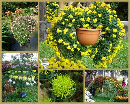 士林官邸公園：2010菊宴台北城