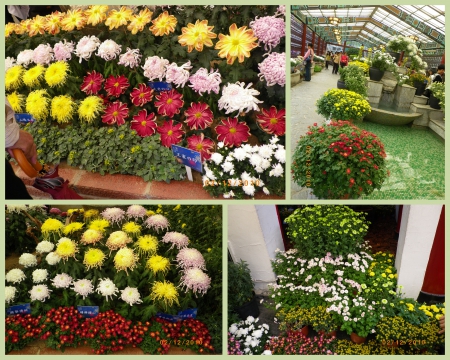 士林官邸公園：2010菊宴台北城