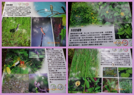 士林官邸公園：2010菊宴台北城