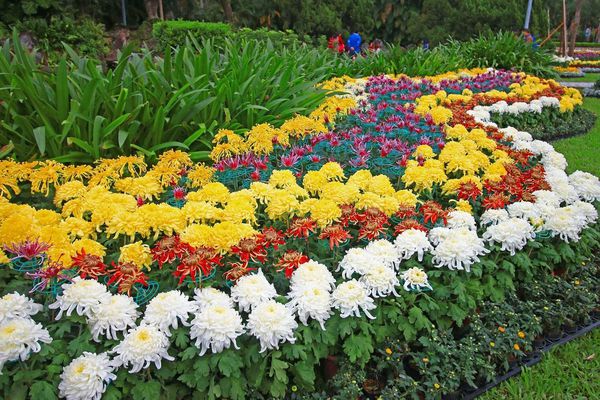 【台北旅遊】2016士林官邸菊展-美麗的菊花展