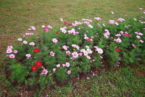 【台北旅遊】2016士林官邸菊展-美麗的菊花展