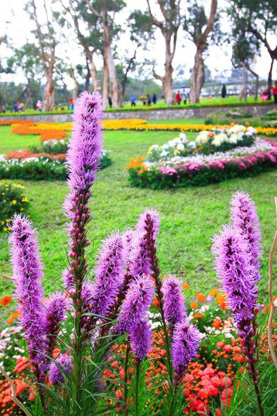 【台北旅遊】2016士林官邸菊展-美麗的菊花展