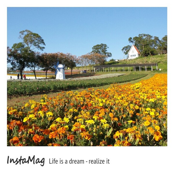 大溪花海農場：【桃園景點】大溪花海農場