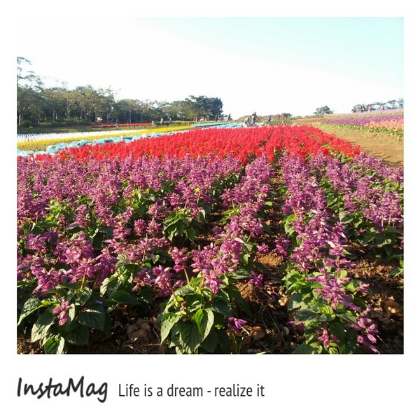 大溪花海農場：【桃園景點】大溪花海農場