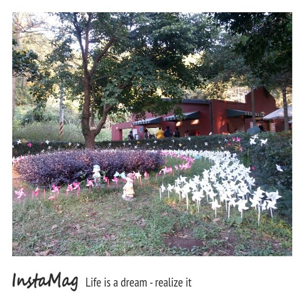 大溪花海農場：【桃園景點】大溪花海農場