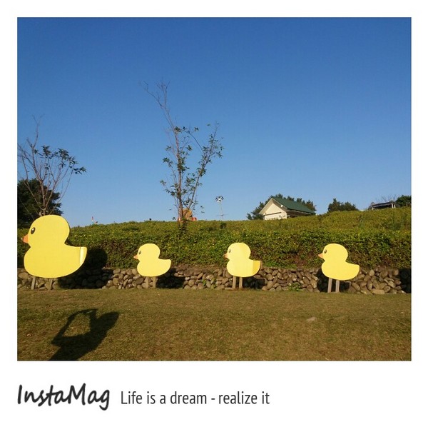 大溪花海農場：【桃園景點】大溪花海農場