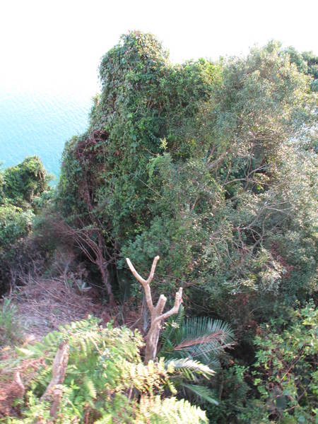 大溪湖畔咖啡:(胖樺食記)桃園大溪湖畔咖啡。世外桃源的人間仙境讓人如癡如醉。