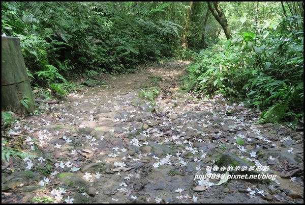 小粗坑33.JPG