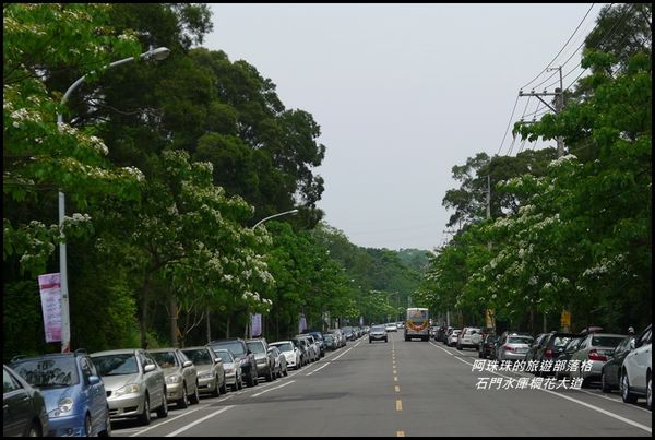 石門水庫桐花大道39.JPG