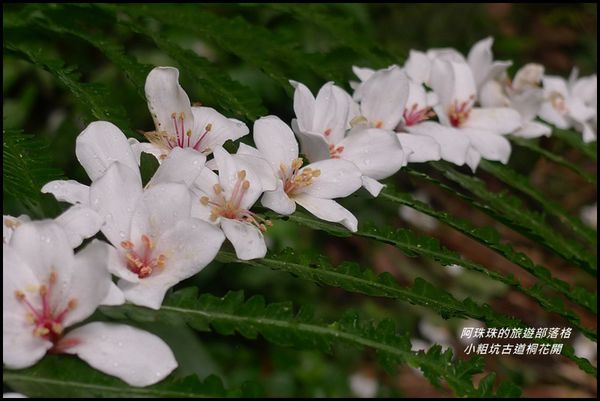 小粗坑古道桐花開27.JPG