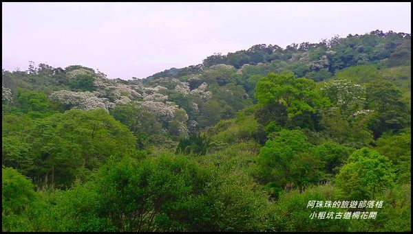 小粗坑古道桐花開1.JPG