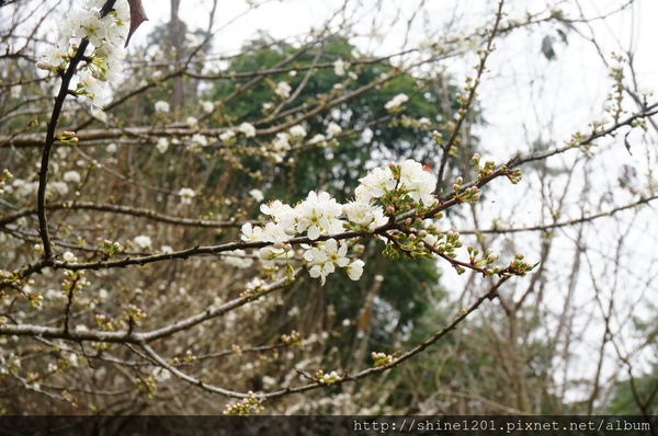 【苗栗景觀餐廳】綠葉方舟 苗栗三義親子旅遊景點推薦【山那邊.綠葉方舟】