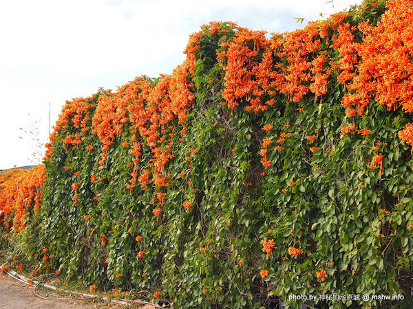 中社觀光花市：【景點】台中中社觀光花市@后里 : 沒有鴛鴦與蝴蝶的花花世界,鬱金香花季果然是很美的!