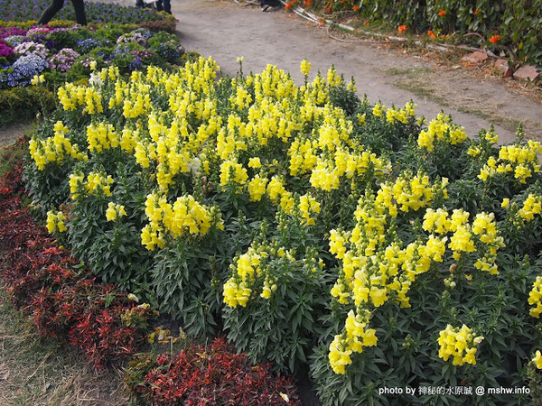 中社觀光花市：【景點】台中中社觀光花市@后里 : 沒有鴛鴦與蝴蝶的花花世界,鬱金香花季果然是很美的!