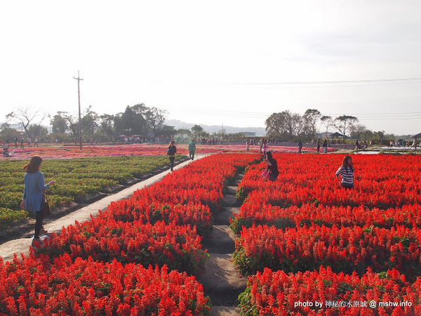 中社觀光花市：【景點】台中中社觀光花市@后里 : 沒有鴛鴦與蝴蝶的花花世界,鬱金香花季果然是很美的!