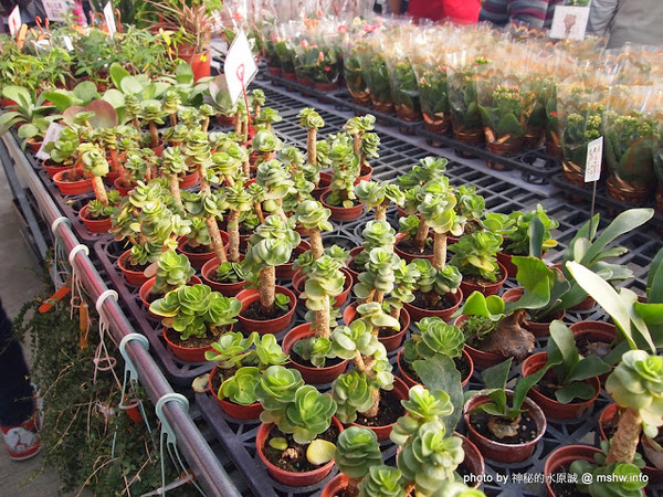 中社觀光花市：【景點】台中中社觀光花市@后里 : 沒有鴛鴦與蝴蝶的花花世界,鬱金香花季果然是很美的!