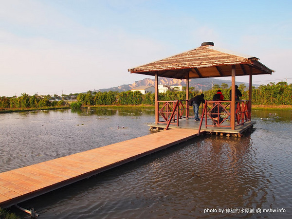 中社觀光花市：【景點】台中中社觀光花市@后里 : 沒有鴛鴦與蝴蝶的花花世界,鬱金香花季果然是很美的!