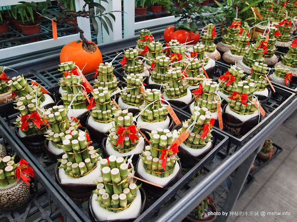中社觀光花市：【景點】台中中社觀光花市@后里 : 沒有鴛鴦與蝴蝶的花花世界,鬱金香花季果然是很美的!