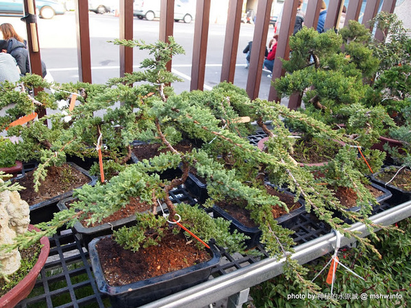 中社觀光花市：【景點】台中中社觀光花市@后里 : 沒有鴛鴦與蝴蝶的花花世界,鬱金香花季果然是很美的!