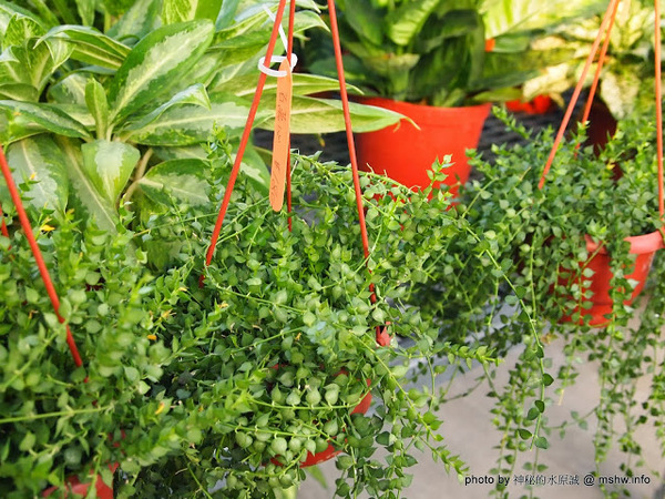 中社觀光花市：【景點】台中中社觀光花市@后里 : 沒有鴛鴦與蝴蝶的花花世界,鬱金香花季果然是很美的!