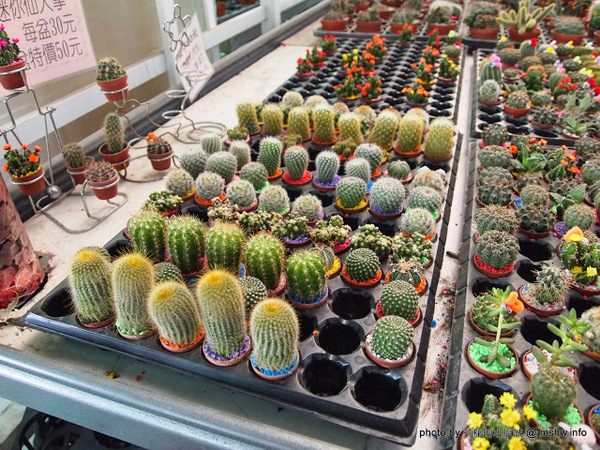 中社觀光花市：【景點】台中中社觀光花市@后里 : 沒有鴛鴦與蝴蝶的花花世界,鬱金香花季果然是很美的!