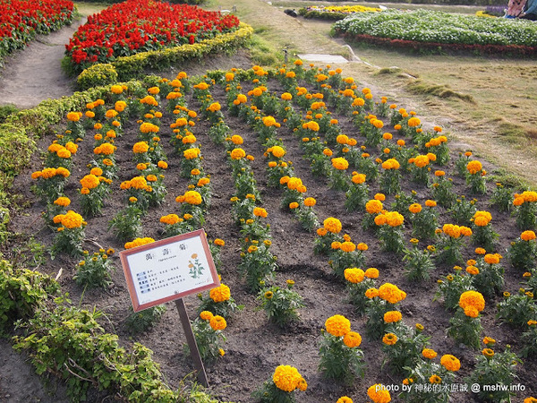中社觀光花市：【景點】台中中社觀光花市@后里 : 沒有鴛鴦與蝴蝶的花花世界,鬱金香花季果然是很美的!
