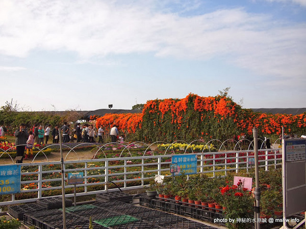 中社觀光花市：【景點】台中中社觀光花市@后里 : 沒有鴛鴦與蝴蝶的花花世界,鬱金香花季果然是很美的!