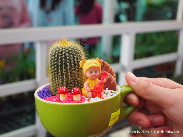 中社觀光花市：【景點】台中中社觀光花市@后里 : 沒有鴛鴦與蝴蝶的花花世界,鬱金香花季果然是很美的!