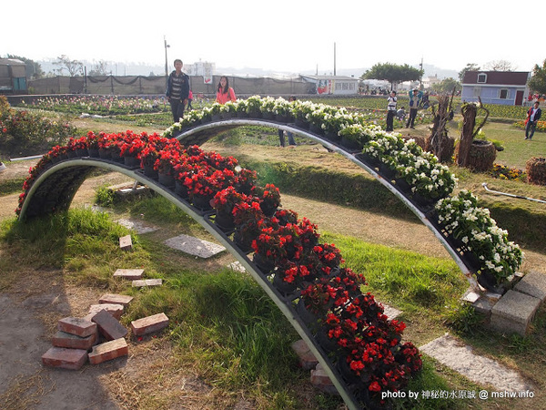 中社觀光花市：【景點】台中中社觀光花市@后里 : 沒有鴛鴦與蝴蝶的花花世界,鬱金香花季果然是很美的!
