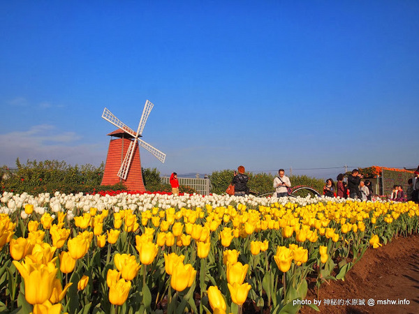 中社觀光花市：【景點】台中中社觀光花市@后里 : 沒有鴛鴦與蝴蝶的花花世界,鬱金香花季果然是很美的!
