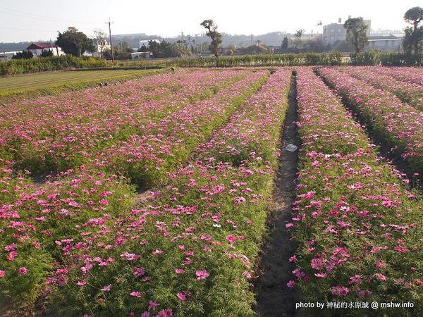 中社觀光花市：【景點】台中中社觀光花市@后里 : 沒有鴛鴦與蝴蝶的花花世界,鬱金香花季果然是很美的!
