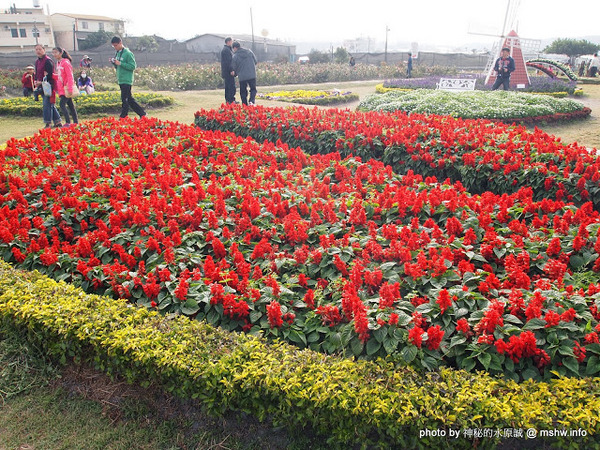 中社觀光花市：【景點】台中中社觀光花市@后里 : 沒有鴛鴦與蝴蝶的花花世界,鬱金香花季果然是很美的!