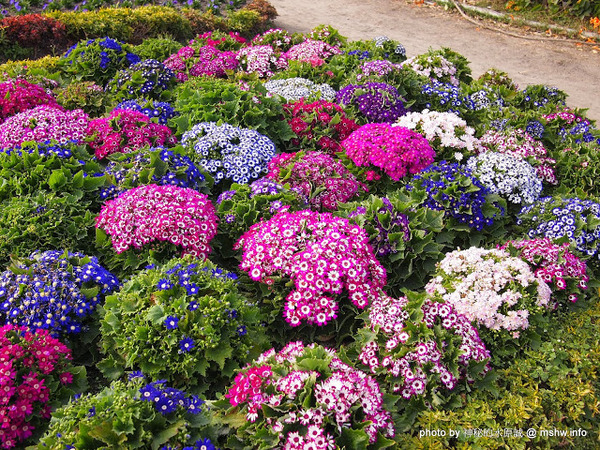 中社觀光花市：【景點】台中中社觀光花市@后里 : 沒有鴛鴦與蝴蝶的花花世界,鬱金香花季果然是很美的!