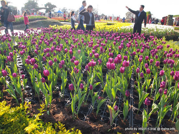 中社觀光花市：【景點】台中中社觀光花市@后里 : 沒有鴛鴦與蝴蝶的花花世界,鬱金香花季果然是很美的!