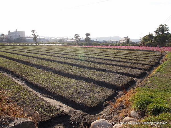 中社觀光花市：【景點】台中中社觀光花市@后里 : 沒有鴛鴦與蝴蝶的花花世界,鬱金香花季果然是很美的!