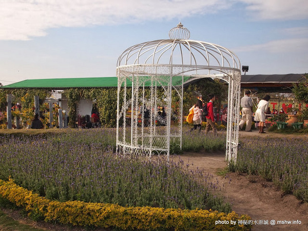 中社觀光花市：【景點】台中中社觀光花市@后里 : 沒有鴛鴦與蝴蝶的花花世界,鬱金香花季果然是很美的!